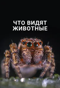 Что видят животные (фильм 2018)